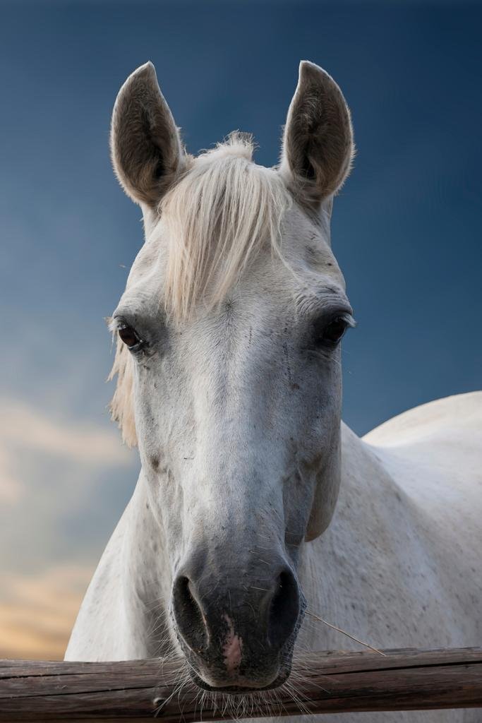 Amazon.com: Poster Foundry Horse Poster Print: Portrait of a White